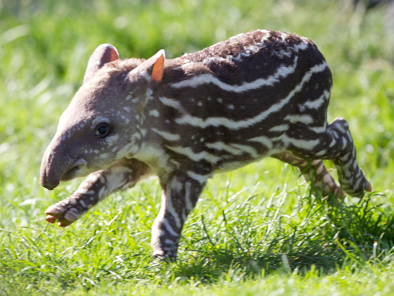 A frolicing tapir